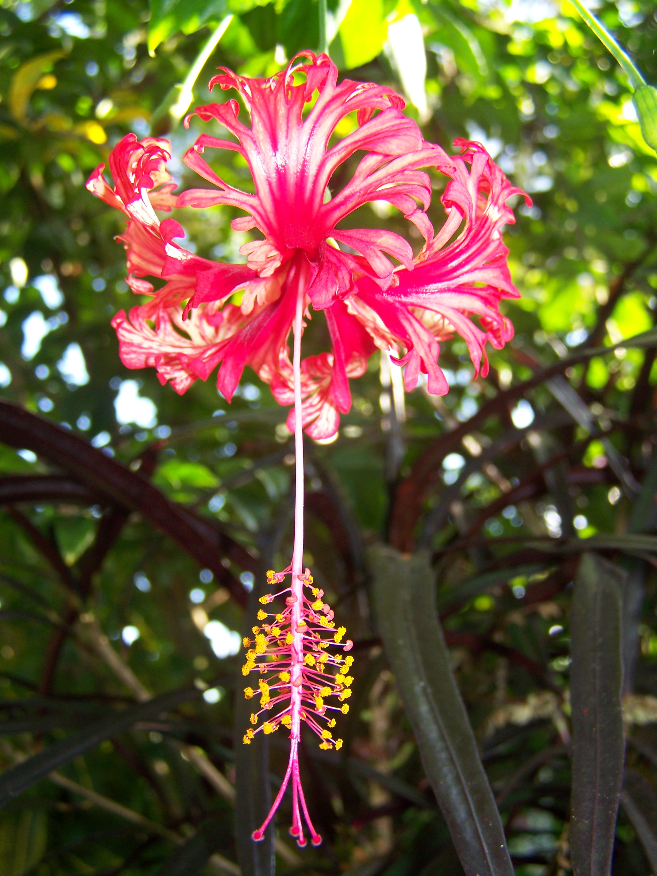 filigrane Blume 3